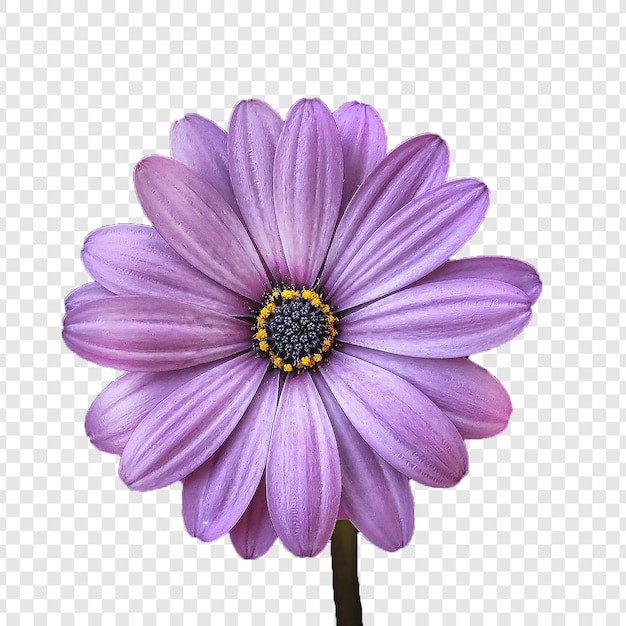 Une fleur