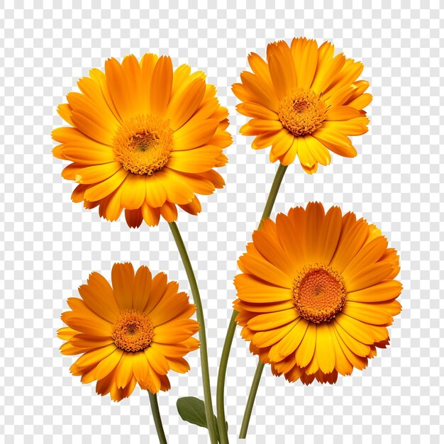 PSD des fleurs de calendula isolées sur un fond transparent