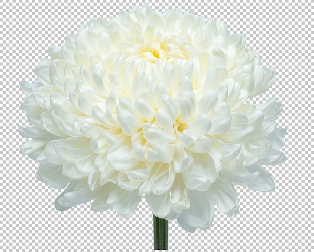 PSD fleurs de chrysanthème blanc sur transparence isolée.