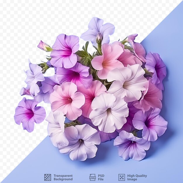 PSD des fleurs colorées des pétunias placées sur un fond transparent