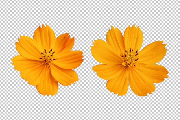 PSD fleurs de cosmos orange rendu isolé