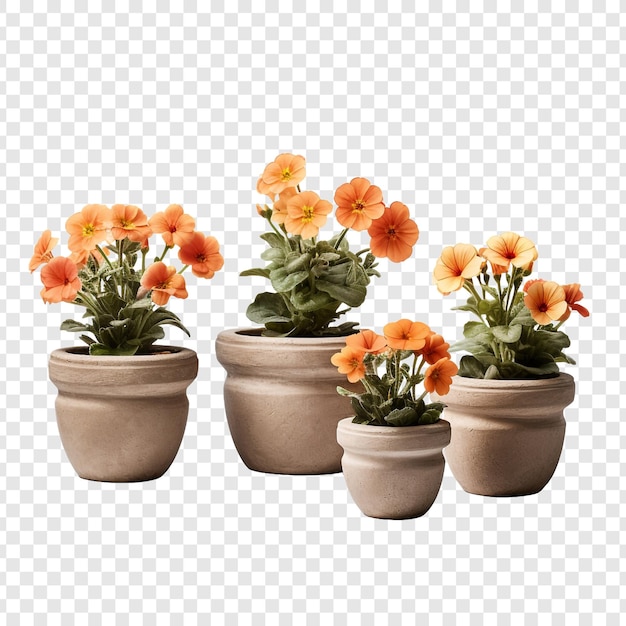 PSD des fleurs dans des pots d'argile isolées sur un fond transparent