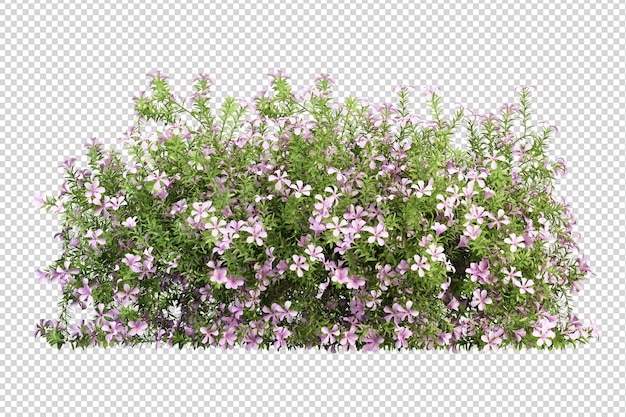 des fleurs sur un fond transparent