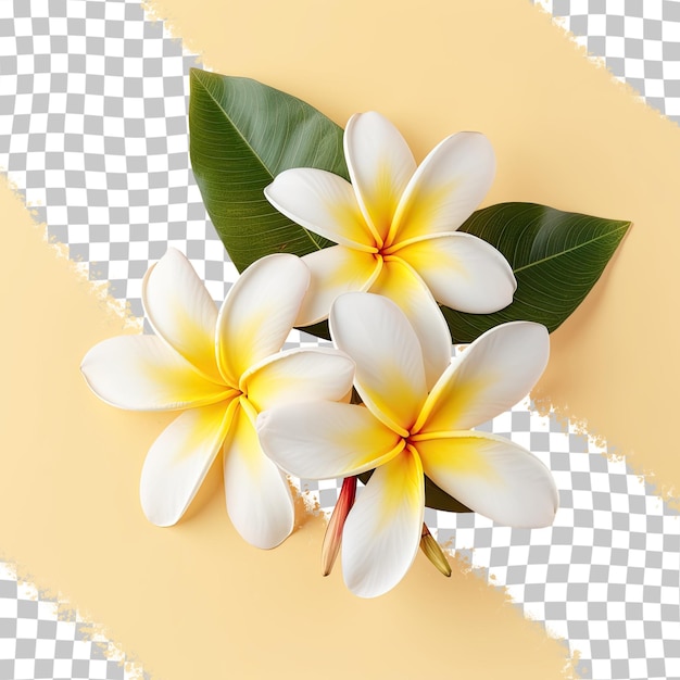 PSD des fleurs de frangipani aux teintes blanches et jaunes accompagnées de feuillage