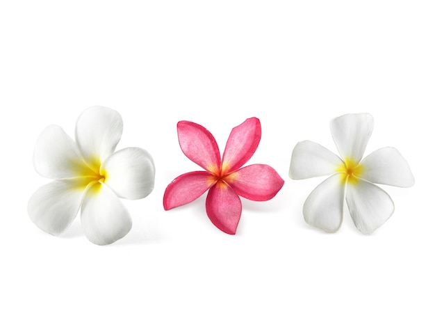 Des Fleurs De Frangipani Avec Des Feuilles Sur Un Fond Transparent.