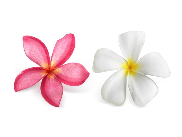 PSD des fleurs de frangipani avec des feuilles sur un fond transparent.