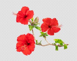 PSD fleurs d'hibiscus rouges isolés