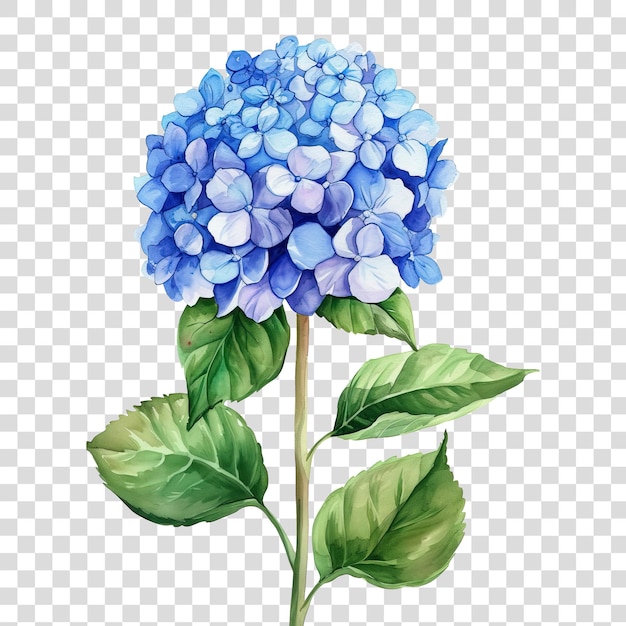 Des Fleurs D'hortensia Isolées Sur Un Fond Transparent Png