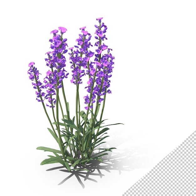 PSD fleurs de lavande png