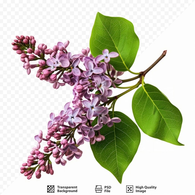 PSD fleurs lilas et feuilles vertes sur une branche isolées sur fond blanc isolé