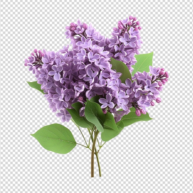 Fleurs De Lilas En Png