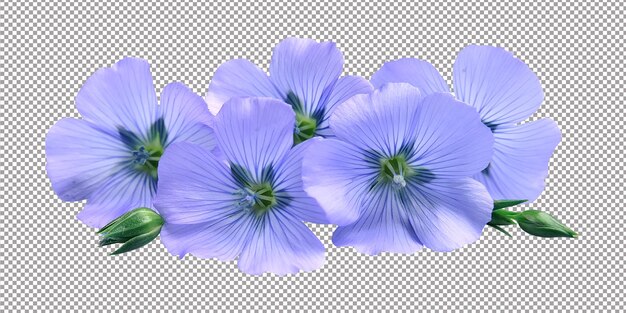 PSD des fleurs de lin bleues sur fond blanc