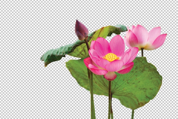 PSD fleurs de lotus rose sur fond de transparence isolé