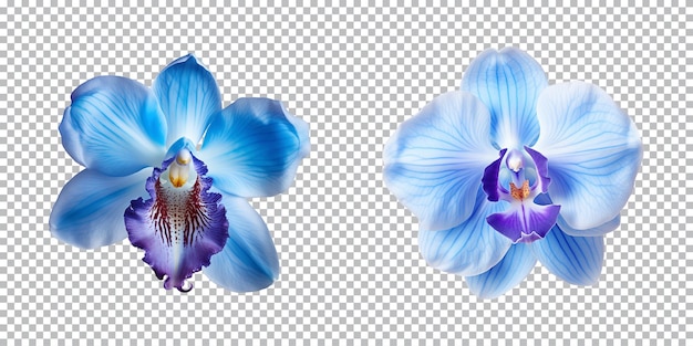 PSD fleurs d'orchidées bleues sur un fond transparent png vue de haut