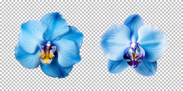 PSD fleurs d'orchidées bleues sur un fond transparent png vue de haut