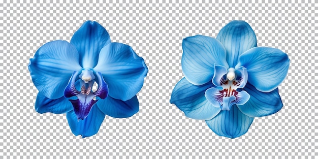 PSD fleurs d'orchidées bleues sur un fond transparent png vue de haut