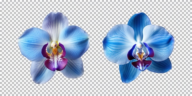 PSD fleurs d'orchidées bleues sur un fond transparent png vue de haut