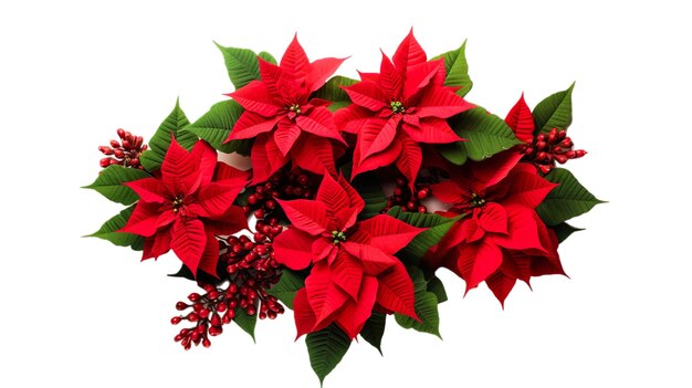 PSD des fleurs de poinsettia rouges de noël sur un fond png transparent