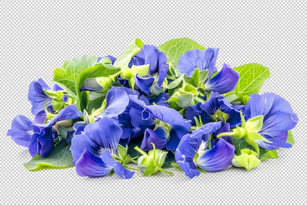Fleurs de pois bleus PNG transparente