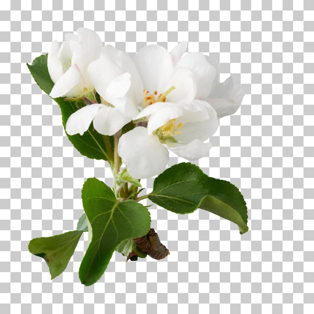 Des fleurs de pommiers isolées sur un fond transparent