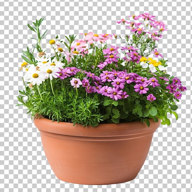fleurs en pot sur fond blanc