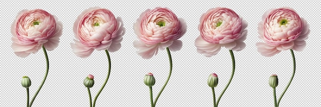 Fleurs De Renoncule Rose Sur Fond Transparent