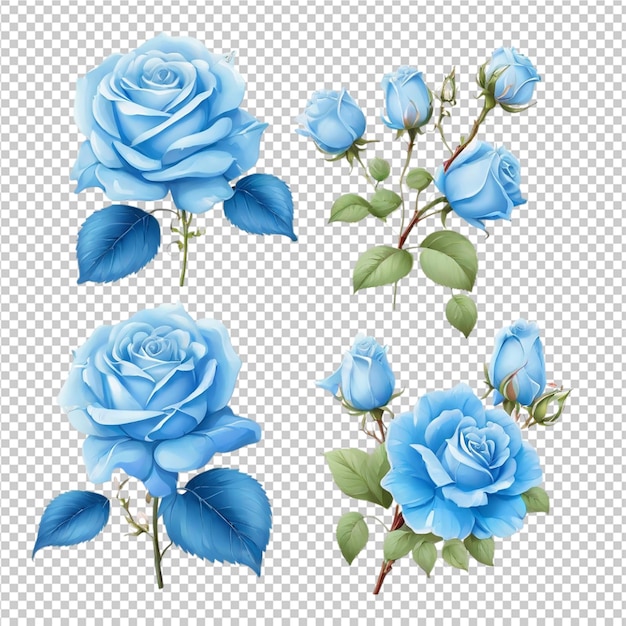 PSD des fleurs de roses isolées sur un fond transparent