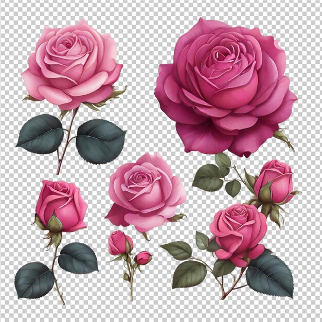 PSD des fleurs de roses isolées sur un fond transparent