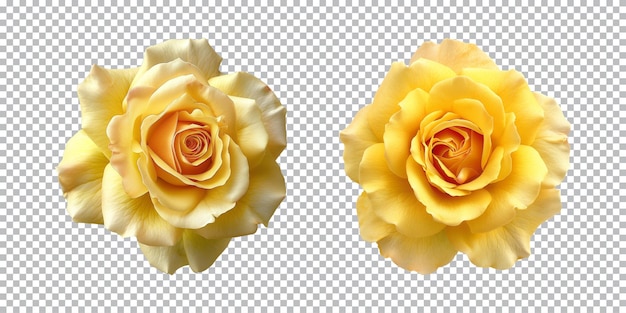 PSD fleurs de roses jaunes isolées sur un fond transparent vue de haut