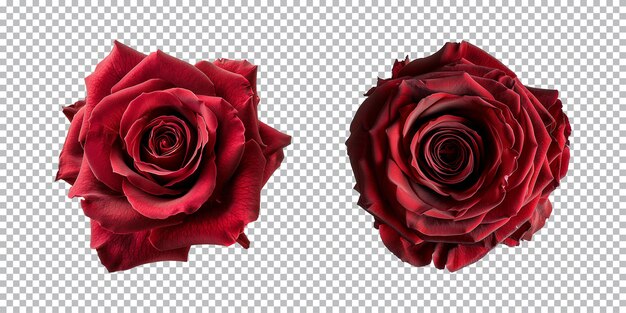 PSD fleurs de roses rouges isolées sur un fond transparent vue de haut