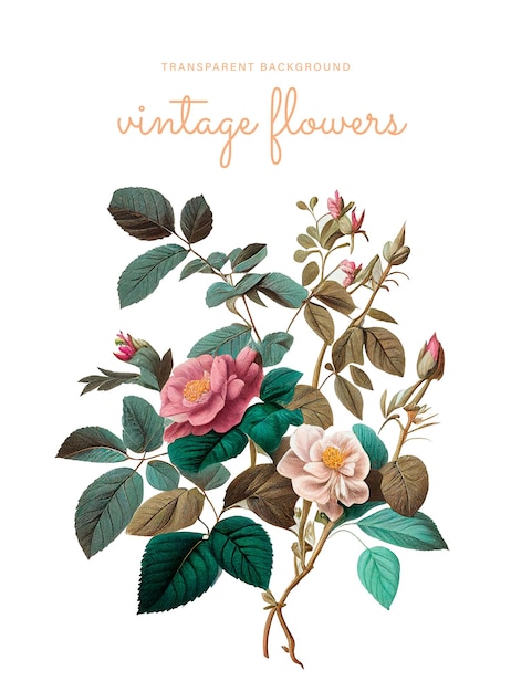 Fleurs vintage sur fond blanc