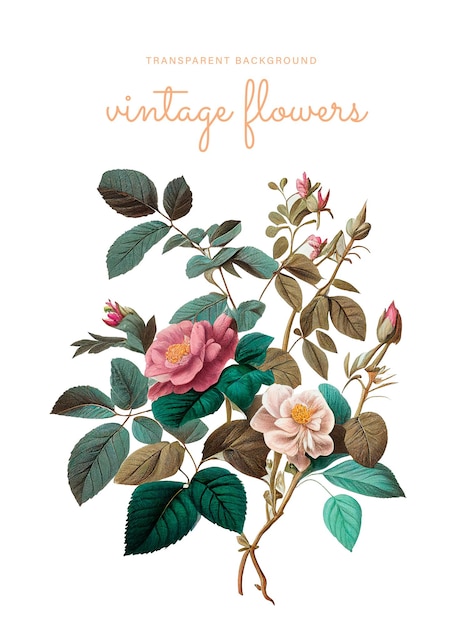 PSD fleurs vintage sur fond blanc