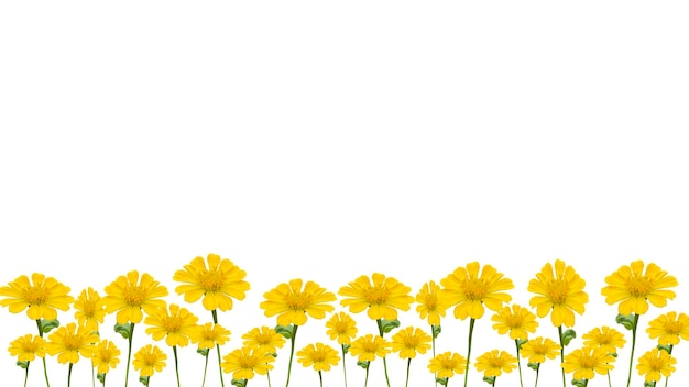 fleurs de zinnia jaunes isolées sur un fond transparent fond inférieur