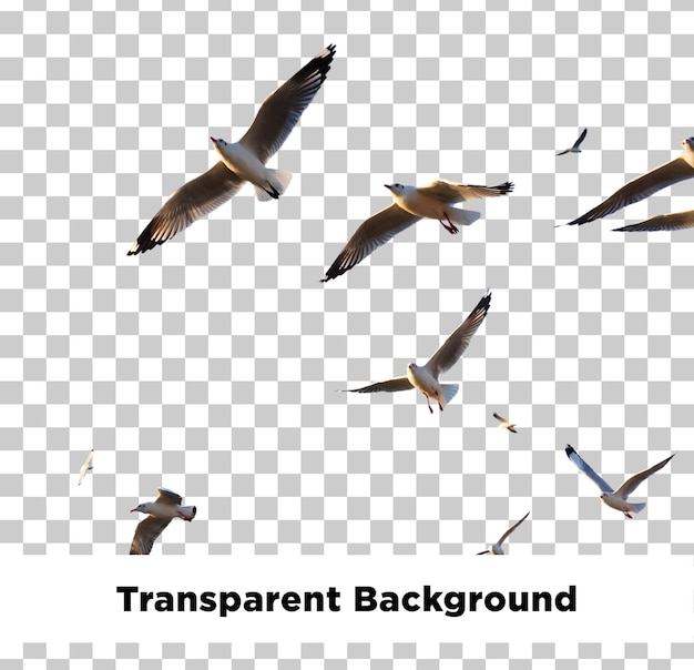 Fliegende Möwen auf isolierter durchsichtigem Hintergrund