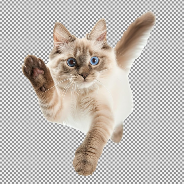 Fliegendes oder springendes Kätzchen auf weißem Hintergrund