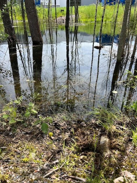 Flooded Forest with Trees Reflected in Still Water