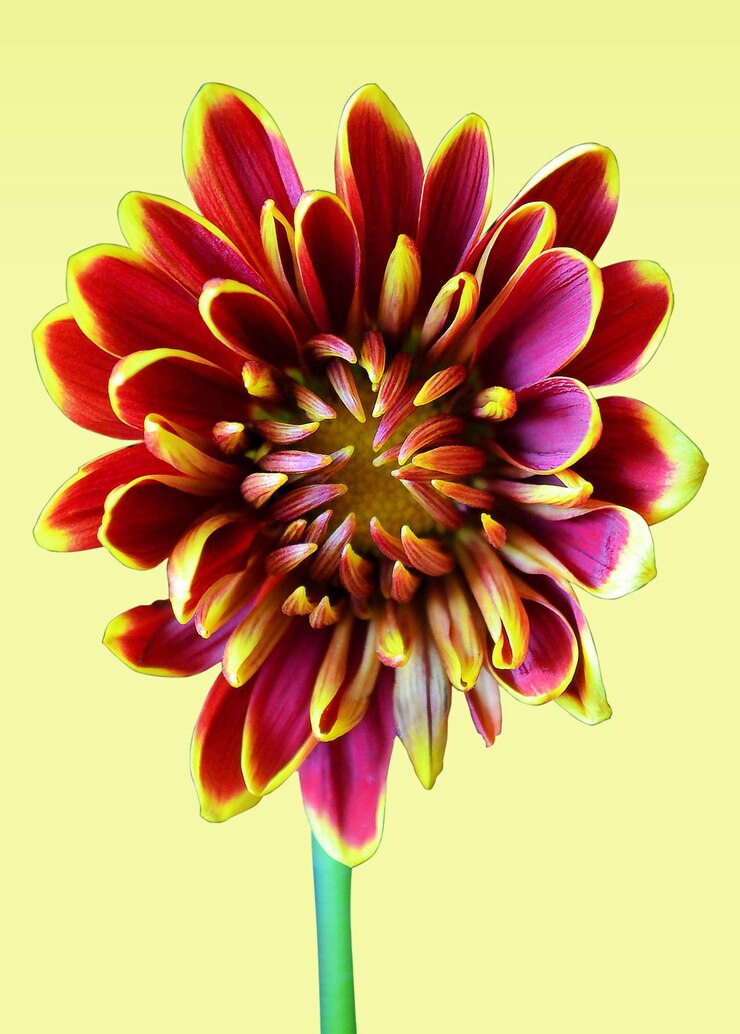 PSD flor abstracta sobre fondo amarillo brillante