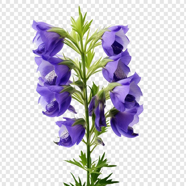 PSD flor de aconitum aislada sobre fondo transparente