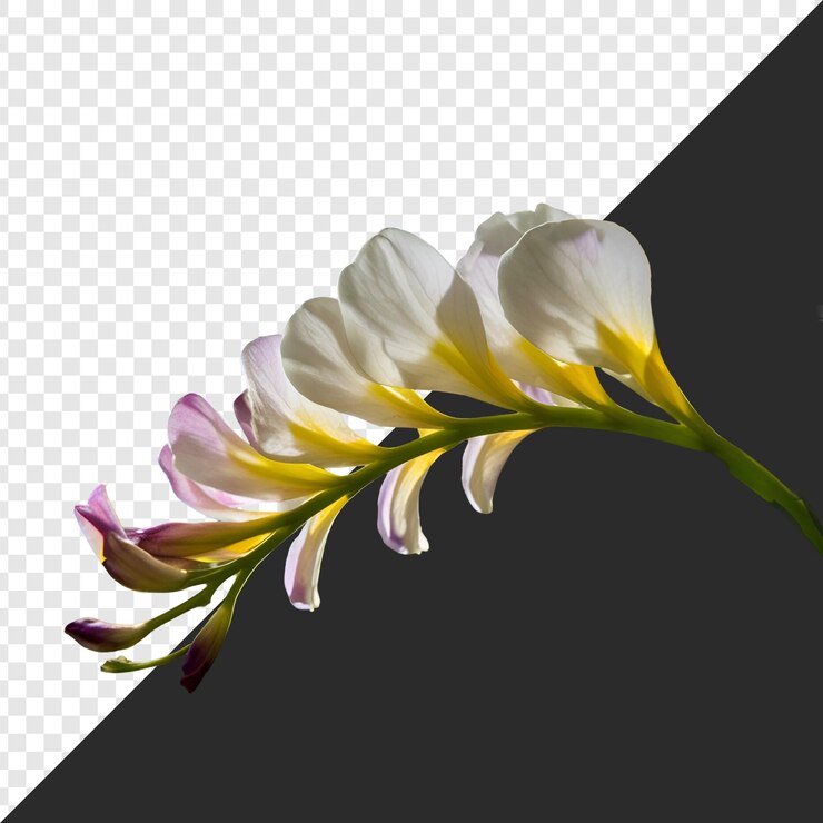 PSD flor aislada sobre un fondo transparente