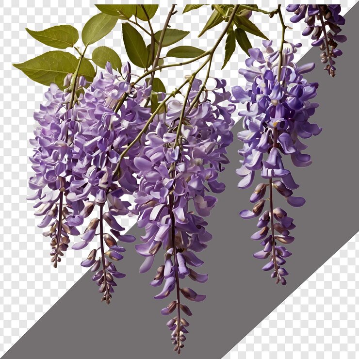 PSD una flor aislada sobre un fondo transparente