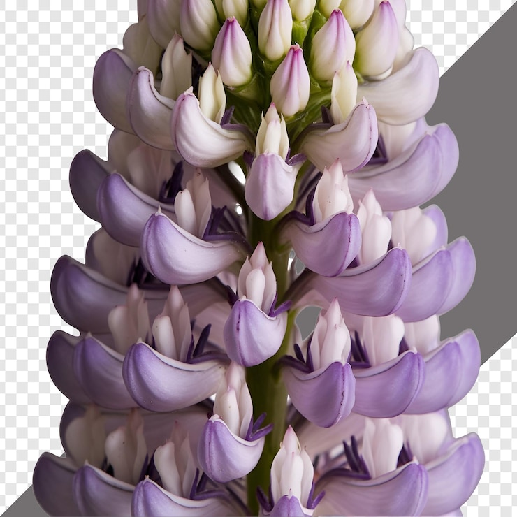 PSD una flor aislada sobre un fondo transparente