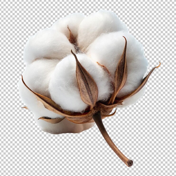 PSD flor de algodón sobre un fondo transparente