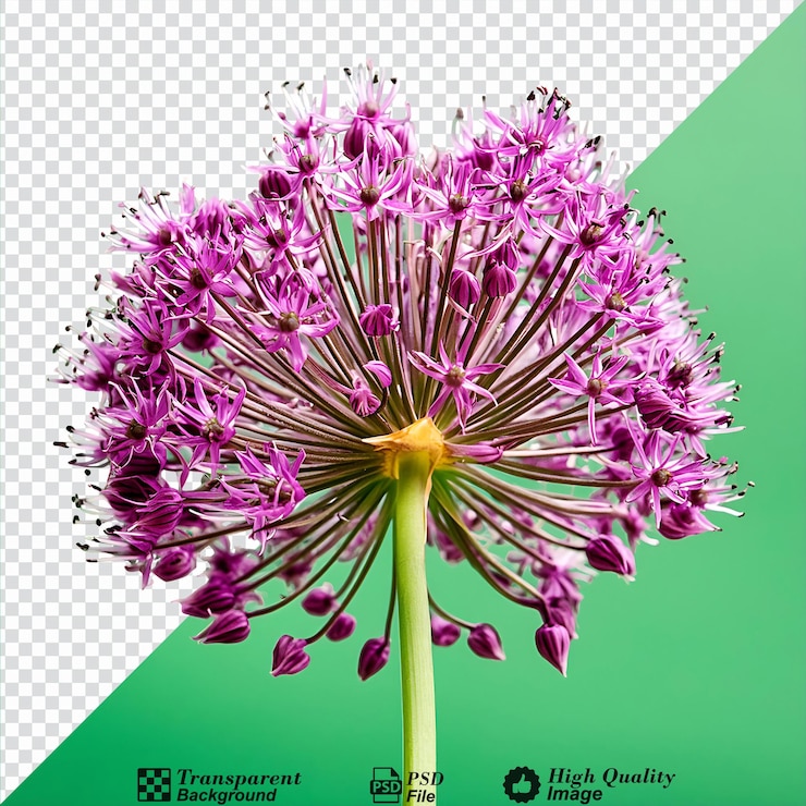 PSD flor de allium aislada sobre un fondo transparente