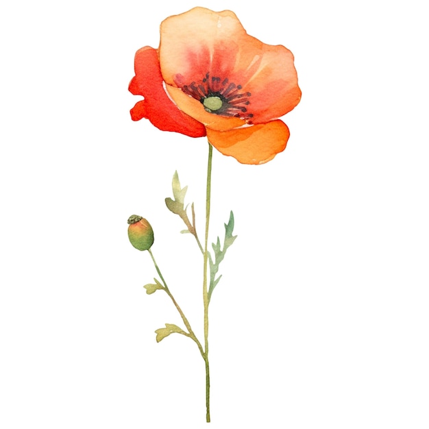 PSD flor de amapola pintada en acuarela elemento de diseño dibujado a mano aislado sobre un fondo transparente