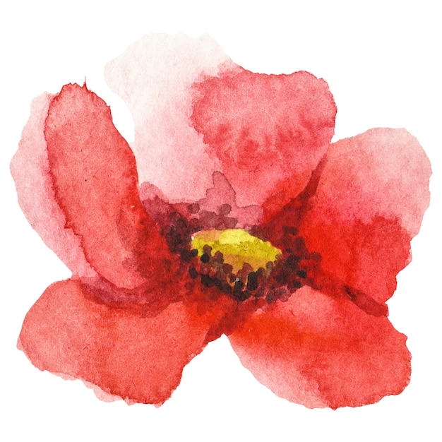 Flor de amapola pintada en acuarela Elemento de diseño dibujado a mano aislado sobre un fondo transparente