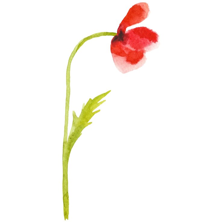 PSD flor de amapola pintada en acuarela elemento de diseño dibujado a mano aislado sobre un fondo transparente