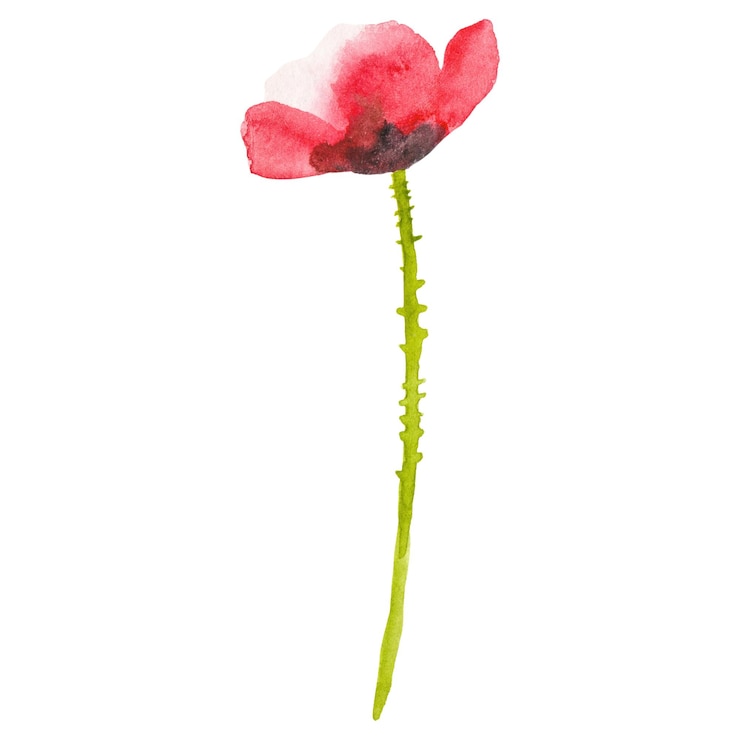 PSD flor de amapola pintada en acuarela elemento de diseño dibujado a mano aislado sobre un fondo transparente