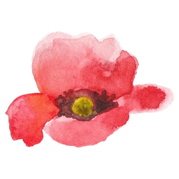 Flor de amapola pintada en acuarela Elemento de diseño dibujado a mano aislado sobre un fondo transparente