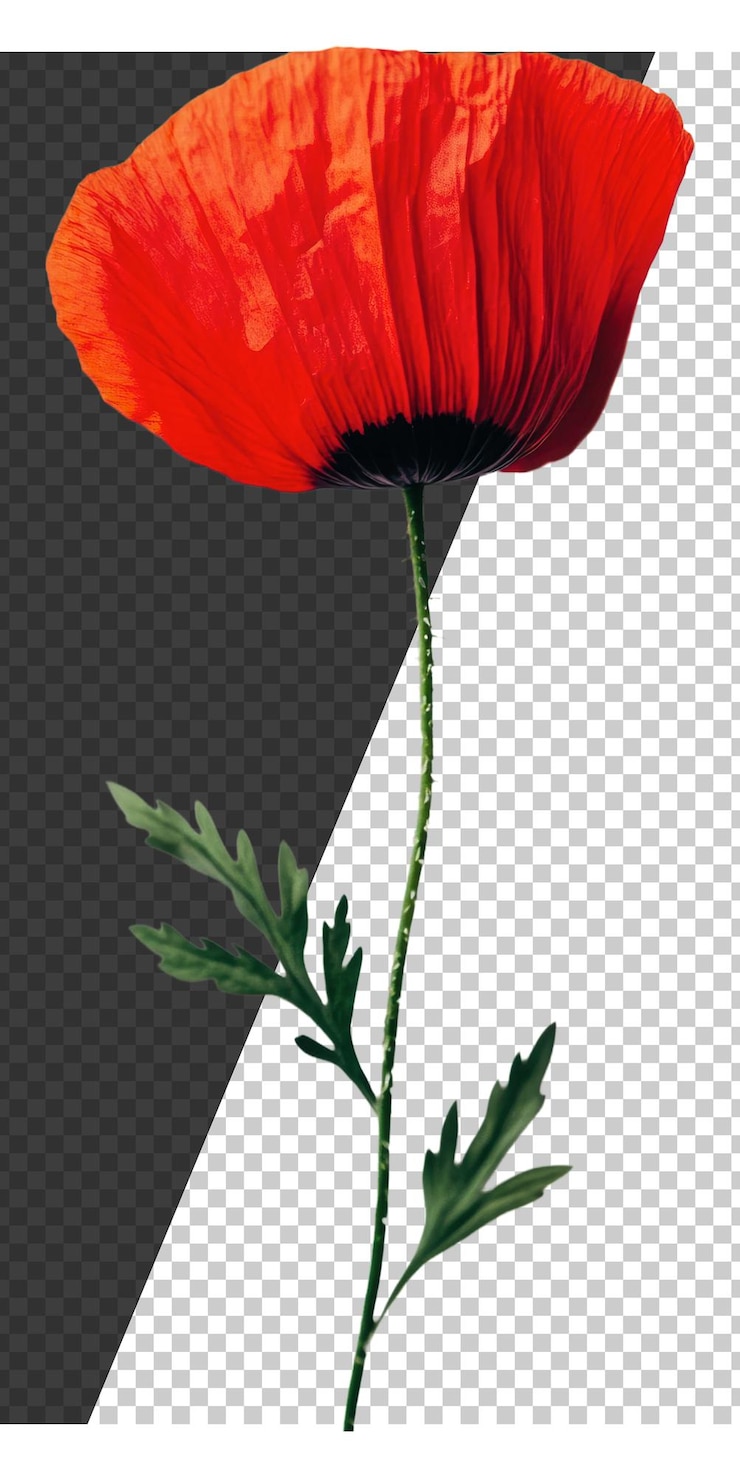 PSD flor de amapola roja brillante contra un fondo blanco cortado en stock png