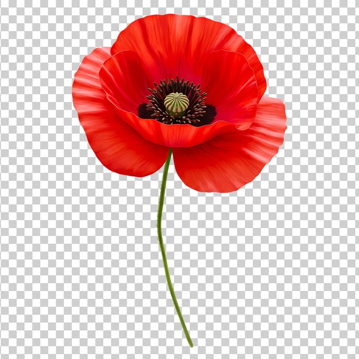 PSD la flor de la amapola roja brillante de primer plano con pétalos delicados de fondo transparente